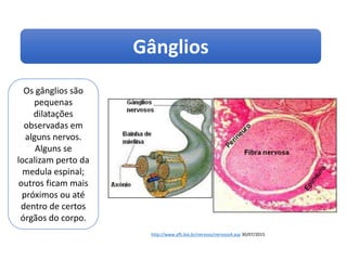 Gânglios
Ciências, 8º ano
Sistema nervoso e as principais doenças
Os gânglios são
pequenas
dilatações
observadas em
alguns nervos.
Alguns se
localizam perto da
medula espinal;
outros ficam mais
próximos ou até
dentro de certos
órgãos do corpo.
http://www.afh.bio.br/nervoso/nervoso4.asp 30/07/2015
 
