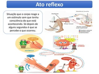Situação que o corpo reage a
um estímulo sem que tenha
consciência do que está
acontecendo. Só depois de
alguns segundos é que se
percebe o que ocorreu.
Ato reflexo
 