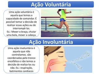 Uma ação voluntária é
aquela que temos a
capacidade de comandar. É
possível tomar a decisão de
realizar essas ações ou de
interrompê-las.
Ex.: Mexer o braço, chutar
uma bola, mexer a cabeça.
Ação Voluntária
Ação Involuntária
Uma ação involuntária é
aquela que não
controlamos. são
coordenadas pelo tronco
encefálico e não temos a
decisão de realiza-las ou
não. Ex.: respiração,
batimentos cardíacos
 
