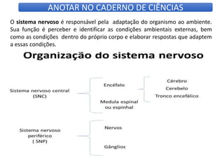 ANOTAR NO CADERNO DE CIÊNCIAS
O sistema nervoso é responsável pela adaptação do organismo ao ambiente.
Sua função é perceber e identificar as condições ambientais externas, bem
como as condições dentro do próprio corpo e elaborar respostas que adaptem
a essas condições.
 