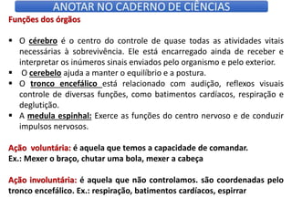 Funções dos órgãos
 O cérebro é o centro do controle de quase todas as atividades vitais
necessárias à sobrevivência. Ele está encarregado ainda de receber e
interpretar os inúmeros sinais enviados pelo organismo e pelo exterior.
 O cerebelo ajuda a manter o equilíbrio e a postura.
 O tronco encefálico está relacionado com audição, reflexos visuais
controle de diversas funções, como batimentos cardíacos, respiração e
deglutição.
 A medula espinhal: Exerce as funções do centro nervoso e de conduzir
impulsos nervosos.
Ação voluntária: é aquela que temos a capacidade de comandar.
Ex.: Mexer o braço, chutar uma bola, mexer a cabeça
Ação involuntária: é aquela que não controlamos. são coordenadas pelo
tronco encefálico. Ex.: respiração, batimentos cardíacos, espirrar
 