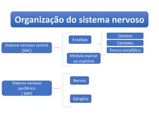 Organização do sistema nervoso
Encéfalo
Medula espinal
ou espinhal
Nervos
Gânglios
Sistema nervoso central
(SNC)
Sistema nervoso
periférico
( SNP)
Cérebro
Cerebelo
Tronco encefálico
 