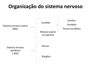Organização do sistema nervoso
Encéfalo
Medula espinal
ou espinhal
Nervos
Gânglios
Sistema nervoso central
(SNC)
Sistema nervoso
periférico
( SNP)
Cérebro
Cerebelo
Tronco encefálico
 