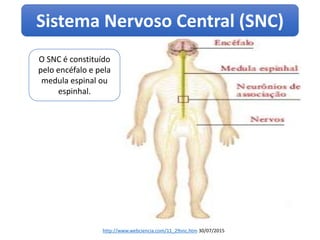 O SNC é constituído
pelo encéfalo e pela
medula espinal ou
espinhal.
Sistema Nervoso Central (SNC)
http://www.webciencia.com/11_29snc.htm 30/07/2015
 