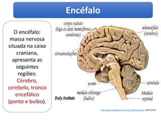 O encéfalo:
massa nervosa
situada na caixa
craniana,
apresenta as
seguintes
regiões:
Cérebro,
cerebelo, tronco
encefálico
(ponte e bulbo).
Encéfalo
http://www.webciencia.com/11_04cerebro.htm 30/07/2015
 