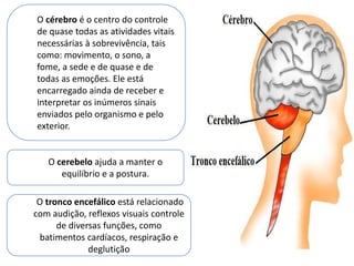 O cérebro é o centro do controle
de quase todas as atividades vitais
necessárias à sobrevivência, tais
como: movimento, o sono, a
fome, a sede e de quase e de
todas as emoções. Ele está
encarregado ainda de receber e
interpretar os inúmeros sinais
enviados pelo organismo e pelo
exterior.
O cerebelo ajuda a manter o
equilíbrio e a postura.
O tronco encefálico está relacionado
com audição, reflexos visuais controle
de diversas funções, como
batimentos cardíacos, respiração e
deglutição
 