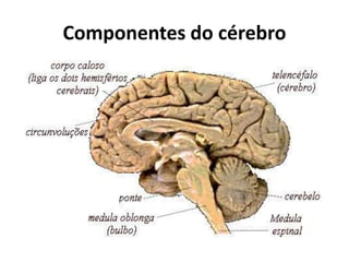 Componentes do cérebro 
 