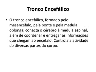 Tronco Encefálico 
• O tronco encefálico, formado pelo 
mesencéfalo, pela ponte e pela medula 
oblonga, conecta o cérebro à medula espinal, 
além de coordenar e entregar as informações 
que chegam ao encéfalo. Controla a atividade 
de diversas partes do corpo. 
 