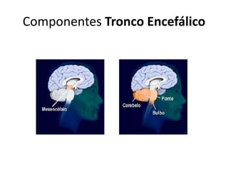 Componentes Tronco Encefálico 
 