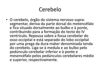 Cerebelo 
• O cerebelo, órgão do sistema nervoso supra-segmentar, 
deriva da parte dorsal do metencéfalo 
e fica situado dorsalmente ao bulbo e à ponte, 
contribuindo para a formação do tecto do IV 
ventrículo. Repousa sobre a fossa cerebelar do 
osso occipital e está separado do lobo occipital 
por uma prega da dura-máter denominada tenda 
do cerebelo. Liga-se à medula e ao bulbo pelo 
pedúnculo cerebelar inferior e à ponte e 
mesencéfalo pelos pedúnculos cerebelares médio 
e superior, respectivamente. 
 