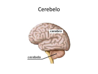 Cerebelo 
 