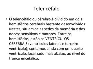 Telencéfalo 
• O telencéfalo ou cérebro é dividido em dois 
hemisférios cerebrais bastante desenvolvidos. 
Nestes, situam-se as sedes da memória e dos 
nervos sensitivos e motores. Entre os 
hemisférios, estão os VENTRÍCULOS 
CEREBRAIS (ventrículos laterais e terceiro 
ventrículo); contamos ainda com um quarto 
ventrículo, localizado mais abaixo, ao nível do 
tronco encefálico. 
 