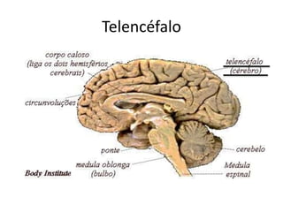 Telencéfalo 
 