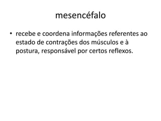 mesencéfalo 
• recebe e coordena informações referentes ao 
estado de contrações dos músculos e à 
postura, responsável por certos reflexos. 
 