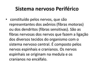 Sistema nervoso Periférico 
• constituído pelos nervos, que são 
representantes dos axônios (fibras motoras) 
ou dos dendritos (fibras sensitivas). São as 
fibras nervosas dos nervos que fazem a ligação 
dos diversos tecidos do organismo com o 
sistema nervoso central. É composto pelos 
nervos espinhais e cranianos. Os nervos 
espinhais se originam na medula e os 
cranianos no encéfalo. 
 
