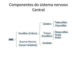 Componentes do sistema nervoso 
Central 
(Espinal Medula) 
 