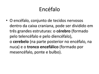 Encéfalo 
• O encéfalo, conjunto de tecidos nervosos 
dentro da caixa craniana, pode ser dividido em 
três grandes estruturas: o cérebro (formado 
pelo telencéfalo e pelo diencéfalo), 
o cerebelo (na parte posterior no encéfalo, na 
nuca) e o tronco encefálico (formado por 
mesencéfalo, ponte e bulbo). 
 