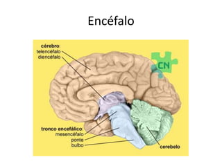 Encéfalo 
 