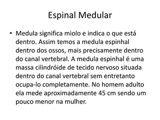 Espinal Medular 
• Medula significa miolo e indica o que está 
dentro. Assim temos a medula espinhal 
dentro dos ossos, mais precisamente dentro 
do canal vertebral. A medula espinhal é uma 
massa cilindróide de tecido nervoso situada 
dentro do canal vertebral sem entretanto 
ocupa-lo completamente. No homem adulto 
ela mede aproximadamente 45 cm sendo um 
pouco menor na mulher. 
 