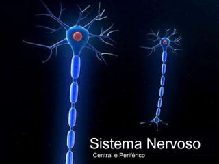 Sistema Nervoso 
Central e Periférico 
 