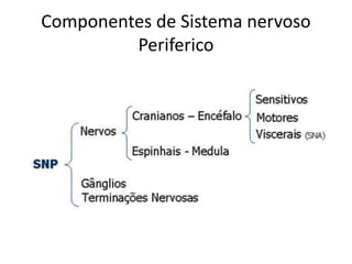 Componentes de Sistema nervoso 
Periferico 
 