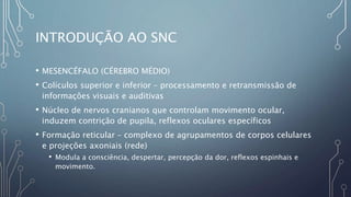 INTRODUÇÃO AO SNC
• MESENCÉFALO (CÉREBRO MÉDIO)
• Colículos superior e inferior – processamento e retransmissão de
informações visuais e auditivas
• Núcleo de nervos cranianos que controlam movimento ocular,
induzem contrição de pupila, reflexos oculares específicos
• Formação reticular – complexo de agrupamentos de corpos celulares
e projeções axoniais (rede)
• Modula a consciência, despertar, percepção da dor, reflexos espinhais e
movimento.
 