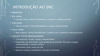 INTRODUÇÃO AO SNC
• MENINGES
• Pia-máter
• Camada única, células fibroblásticas, cérebro e medula espinhal
• Aracnoide
• “teia de aranha”, célula fibroblásticas, espaço subaracnóideo
• Dura-máter
• Mais espessa, células fibroblásticas, fundida com a superfície interna do osso
• LIQUIDO CEFALORRAQUIDIANO
• Transparente, incolor, espaço subaracnóideo
• Produzido nos ventrículos e por gradiente de pressão, flui para o espaço
subaracnóideo e sistema venoso
• Substituído várias vezes por dia
• Remove resíduos metabólicos e fornece nutrientes.
 
