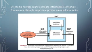 O sistema nervoso reúne e integra informações sensoriais,
formula um plano de resposta e produz um resultado motor
 