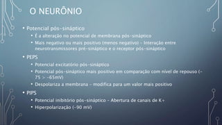 O NEURÔNIO
• Potencial pós-sináptico
• É a alteração no potencial de membrana pós-sináptico
• Mais negativo ou mais positivo (menos negativo) – Interação entre
neurotransmissores pré-sináptico e o receptor pós-sináptico
• PEPS
• Potencial excitatório pós-sináptico
• Potencial pós-sináptico mais positivo em comparação com nível de repouso (-
75 > -65mV)
• Despolariza a membrana – modifica para um valor mais positivo
• PIPS
• Potencial inibitório pós-sináptico – Abertura de canais de K+
• Hiperpolarização (-90 mV)
 
