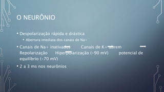 O NEURÔNIO
• Despolarização rápida e drástica
• Abertura imediata dos canais de Na+
• Canais de Na+ inativados Canais de K+ abrem
Repolarização Hiperpolarização (-90 mV) potencial de
equilíbrio (-70 mV)
• 2 a 3 ms nos neurônios
 
