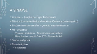 A SINAPSE
• Sinapse = Junção ou Ligar fortemente
• Elétrica (corrente iônica direta) ou Química (mensageiro)
• Sinapse neuromuscular = Junção neuromuscular
• Pré-sináptico
• Vesículas sinápticas – Neurotransmissores (Ach)
• Mitocôndrias – acetil-CoA, ATP – Síntese de Ach
• Fenda sináptica
• Pós-sináptico
• Receptores
 
