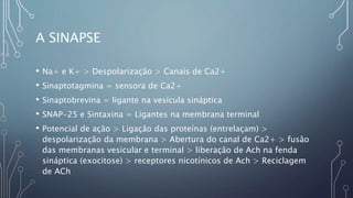A SINAPSE
• Na+ e K+ > Despolarização > Canais de Ca2+
• Sinaptotagmina = sensora de Ca2+
• Sinaptobrevina = ligante na vesícula sináptica
• SNAP-25 e Sintaxina = Ligantes na membrana terminal
• Potencial de ação > Ligação das proteínas (entrelaçam) >
despolarização da membrana > Abertura do canal de Ca2+ > fusão
das membranas vesicular e terminal > liberação de Ach na fenda
sináptica (exocitose) > receptores nicotínicos de Ach > Reciclagem
de ACh
 