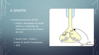 A SINAPSE
• Acetilcolinesterase (AChE)
• Inativa, decompõe em ácido
acético e moléculas de
colina (precursor de síntese
de Ach)
• Acetil-CoA > Colina >
Colina-O-Acetil-Transferase
> ACh
 