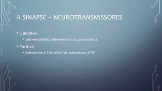 A SINAPSE - NEUROTRANSMISSORES
• Opioides
• Leu-encefalina, Met-encefalina, β-endorfina
• Purinas
• Adenosina e Trifosfato de adenosina (ATP)
 