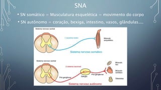 SNA
• SN somático = Musculatura esquelética = movimento do corpo
• SN autônomo = coração, bexiga, intestino, vasos, glândulas....
 