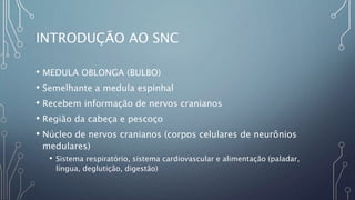 INTRODUÇÃO AO SNC
• MEDULA OBLONGA (BULBO)
• Semelhante a medula espinhal
• Recebem informação de nervos cranianos
• Região da cabeça e pescoço
• Núcleo de nervos cranianos (corpos celulares de neurônios
medulares)
• Sistema respiratório, sistema cardiovascular e alimentação (paladar,
língua, deglutição, digestão)
 