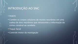 INTRODUÇÃO AO SNC
• PONTE
• Contém os corpos celulares de muitos neurônios em uma
cadeia de dois neurônios que retransmite a informação do
córtex cerebral ao cerebelo
• Toque facial
• Controle motor da mastigação
 