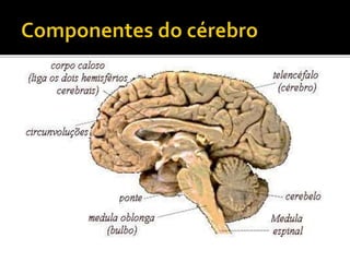  O cerebelo, órgão do sistema nervoso supra-segmentar, 
deriva da parte dorsal do 
metencéfalo e fica situado dorsalmente...