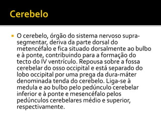  O cerebelo, órgão do sistema nervoso supra-segmentar, 
deriva da parte dorsal do 
metencéfalo e fica situado dorsalmente ao bulbo 
e à ponte, contribuindo para a formação do 
tecto do IV ventrículo. Repousa sobre a fossa 
cerebelar do osso occipital e está separado do 
lobo occipital por uma prega da dura-máter 
denominada tenda do cerebelo. Liga-se à 
medula e ao bulbo pelo pedúnculo cerebelar 
inferior e à ponte e mesencéfalo pelos 
pedúnculos cerebelares médio e superior, 
respectivamente. 
 
