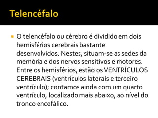  O telencéfalo ou cérebro é dividido em dois 
hemisférios cerebrais bastante 
desenvolvidos. Nestes, situam-se as sedes da 
memória e dos nervos sensitivos e motores. 
Entre os hemisférios, estão os VENTRÍCULOS 
CEREBRAIS (ventrículos laterais e terceiro 
ventrículo); contamos ainda com um quarto 
ventrículo, localizado mais abaixo, ao nível do 
tronco encefálico. 
 