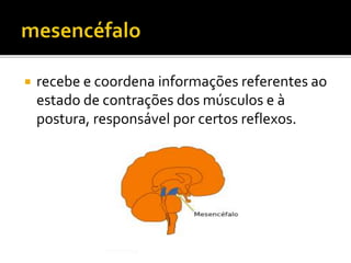  recebe e coordena informações referentes ao 
estado de contrações dos músculos e à 
postura, responsável por certos reflexos. 
 