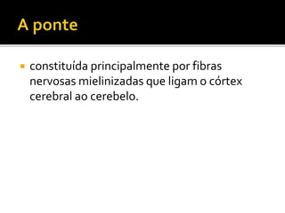  constituída principalmente por fibras 
nervosas mielinizadas que ligam o córtex 
cerebral ao cerebelo. 
 