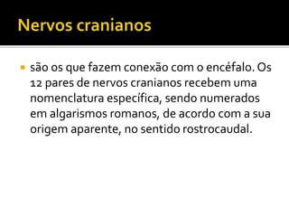  são os que fazem conexão com o encéfalo. Os 
12 pares de nervos cranianos recebem uma 
nomenclatura específica, sendo numerados 
em algarismos romanos, de acordo com a sua 
origem aparente, no sentido rostrocaudal. 
 
