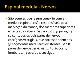  São aqueles que fazem conexão com a 
medula espinhal e são responsáveis pela 
inervação do tronco, dos membros superiores 
e partes da cabeça. São ao todo 31 pares, 33 
se contados os dois pares de nervos 
coccígeos vestigiais, que correspondem aos 
31 segmentos medulares existentes. São 8 
pares de nervos cervicais, 12 torácicos, 5 
lombares, 5 sacrais e 1 coccígeo. 
 