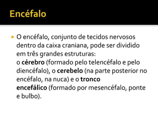  O encéfalo, conjunto de tecidos nervosos 
dentro da caixa craniana, pode ser dividido 
em três grandes estruturas: 
o cérebro (formado pelo telencéfalo e pelo 
diencéfalo), o cerebelo (na parte posterior no 
encéfalo, na nuca) e o tronco 
encefálico (formado por mesencéfalo, ponte 
e bulbo). 
 