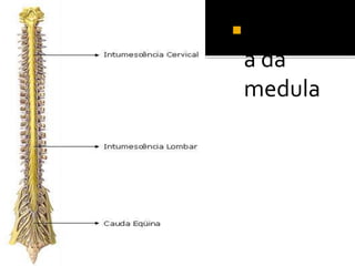 Estrutur 
a da 
medula 
 