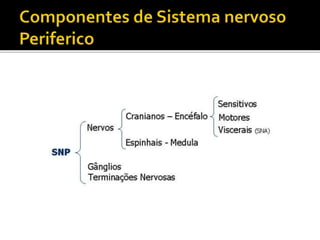 Sistemanervoso1 (2)