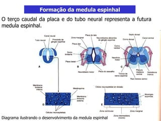 Formação da medula espinhal O terço caudal da placa e do tubo neural representa a futura medula espinhal. Diagrama ilustrando o desenvolvimento da medula espinhal 