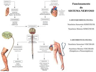 Funcionamento
do
SISTEMA NERVOSO
LADO ESQUERDO DA FIGURA:
Neurônios Sensoriais SOMÁTICOS
+
Neurônios Motores SOMÁTICOS
LADO DIREITO DA FIGURA:
Neurônios Sensoriais VISCERAIS
+
Neurônios Motores VISCERAIS
(Simpáticos e Parassimpáticos)
 