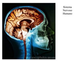 Sistema
Nervoso
Humano
 
